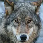 Wolves