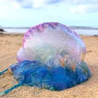 man o' war