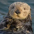 a sea otter