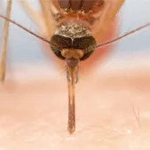 mosquito