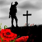poppies