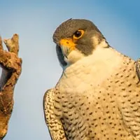 a falcon