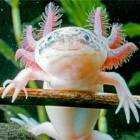 a salamander