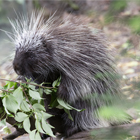 a porcupine