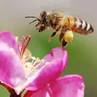 A bee