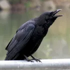 A crow