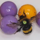Bees