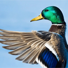 A Duck