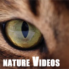 Nature Videos
