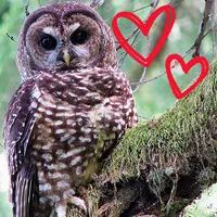 An Owl 