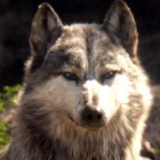 Akela from The Jungle Book