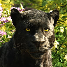 Bagheera from The Jungle Book