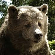 Baloo from The Jungle Book
