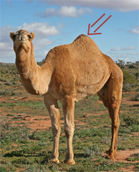 vocab image