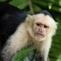 ESL Vocab - A capuchin monkey