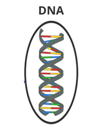 ESL Vocab - DNA