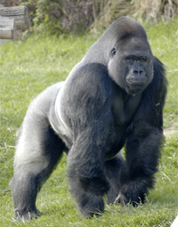 ESL Vocab - A gorilla