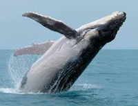 ESL Vocab - A humpback