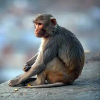 ESL Vocab - A macaque monkey