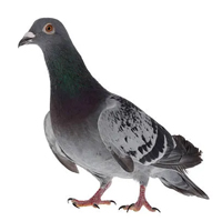 pigeon
