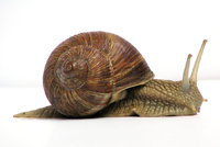 ESL Vocab - A snail