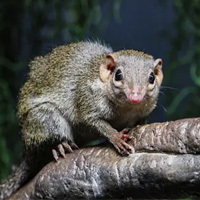ESL Vocab - Treeshrew