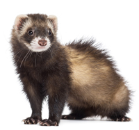 ESL Vocab - a ferret