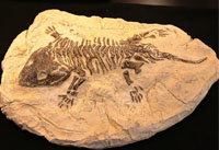 ESL Vocab - a fossil