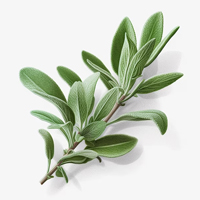 ESL Vocab - sage