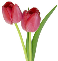 ESL Vocab - tulips