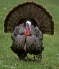 ESL Vocab - a turkey