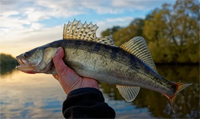 ESL Vocab - a walleye
