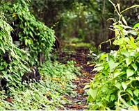 ESL Vocab -A furrow 