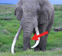 ESL Vocab - A trunk 