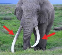 ESL Vocab - A tusk 