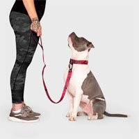 ESL Vocab - a leash