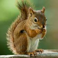 ESL Vocab - a squirrel