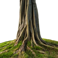 ESL Vocab - a trunk