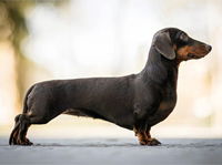 ESL Vocab - A dachshund