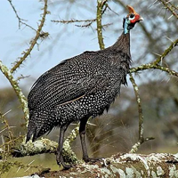 ESL Vocab - guineafowl