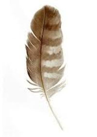 ESL Vocab - a feather