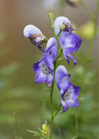 ESL Vocab - monkshood