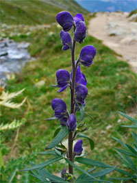 ESL Vocab - wolfsbane