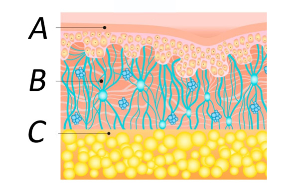 Three layers of skin: A is a thin layer on top, B is a thicker layer in the middle, and C is a thick layer at the bottom.
