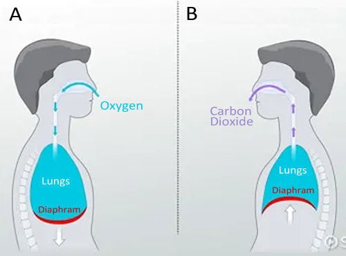 diagrams