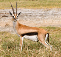 gazelle