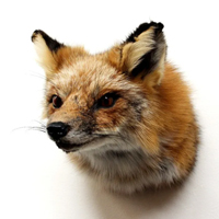 vocab taxidermy