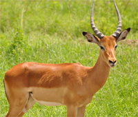 ESL Vocab - An antelope