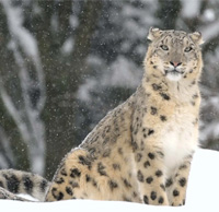 ESL Vocab - A snow leopard